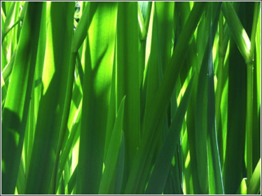Birmingham Reeds